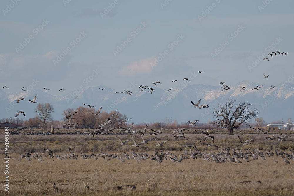 Naklejka premium Migrating Greater Sandhill Cranes in Monte Vista, Colorado