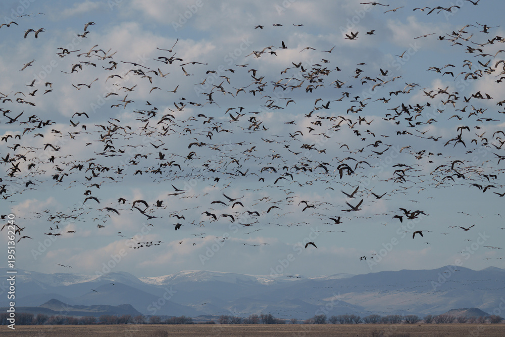 Obraz premium Migrating Greater Sandhill Cranes in Monte Vista, Colorado