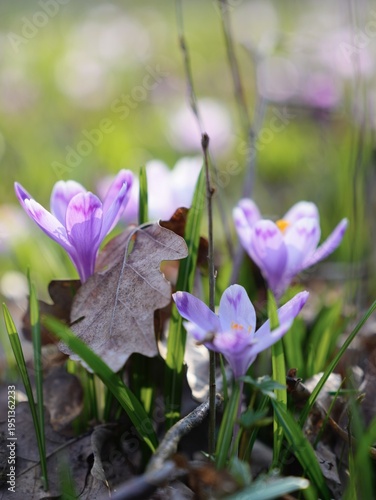 Purple crocus flowers