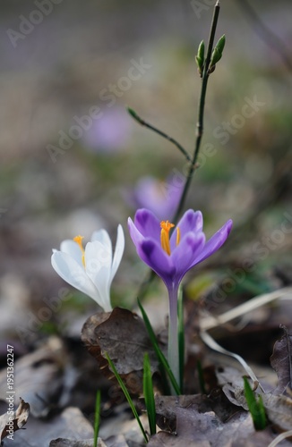 Spring crocus flowers