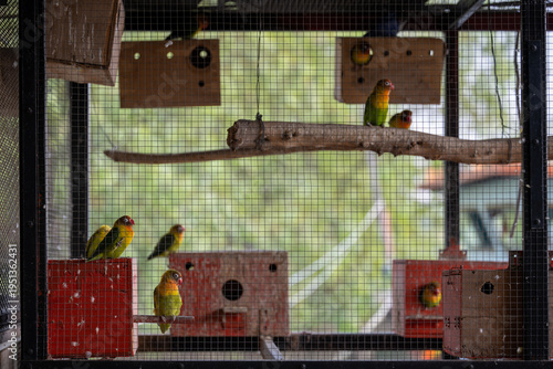 Cuadro en lienzo Parrots perched on wooden branches inside Bangkok aviary