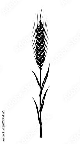 An artistic image of wheat with wheat ears, wheat leaf and stalk against a clean background