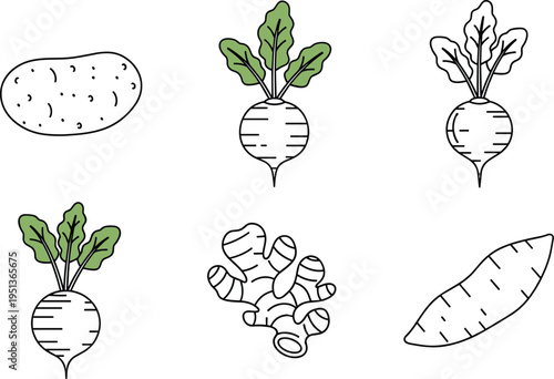 Fresh Root Vegetable Line Art Set Featuring Potato, Radish, Turnip, Beetroot, Ginger Root, and Sweet Potato Isolated on White Background
