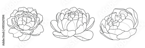 Line art peony flower illustration vector on white background