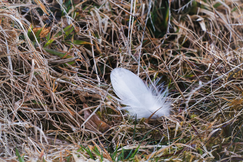 a white feather from a black grouse, lyrurus tetrix, at a spring morning on a mountain meadow