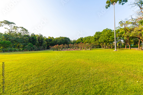 Green lawn meadow park tropical forest with tree sunset light
