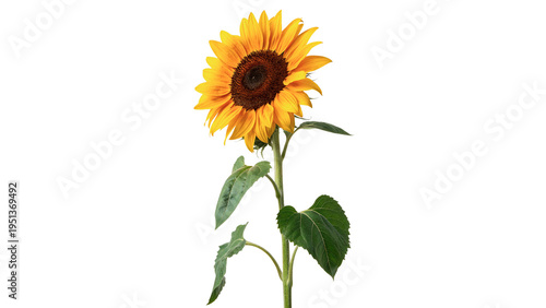 Tableau sur toile Sunflower stands tall, showing bright yellow petals and green leaves isolated on