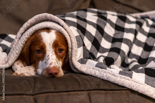 Brittany Spaniel dog cozy under a warm blanket on a couch, looking sleepy and content