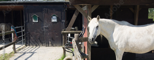 Rural Equestrian Facility With White Horse And Wooden Fence On Sunny Summer Day In Quiet Farm Yard