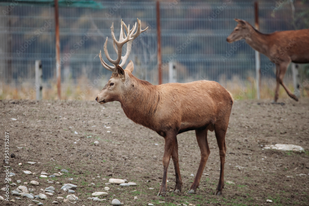 Obraz premium Red deer behind a fence