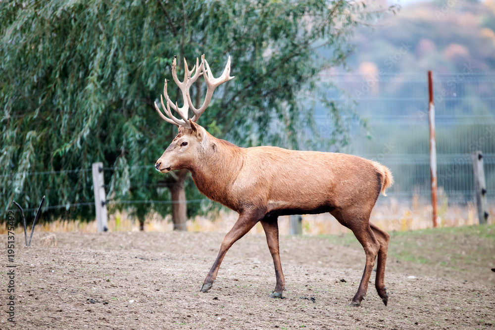 Obraz premium Red deer behind a fence