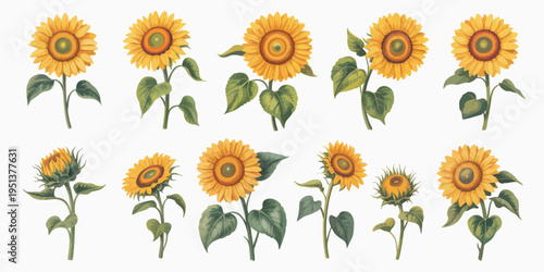 Summer sunflowers set, beautiful botanical stickers, single sunflowers, bouquets of blooming wild flowers, plant icons, nature, garden, floral design, cartoon flat vector illustration