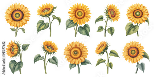 Sunflower vector sticker set, summer flowers, single sunflower and floral bouquets, blooming wildflowers, botanical plant icons, garden, nature, decorative floral elements, cartoon flat vector 