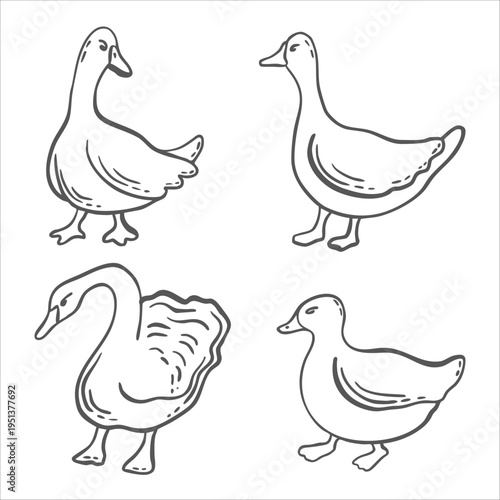 Set of goose, duck and swan vector graphics illustration for design of farming and zoological themes. Whimsical hand drawn isolated poultry. Doodles of waterfowl birds for organic products packaging.