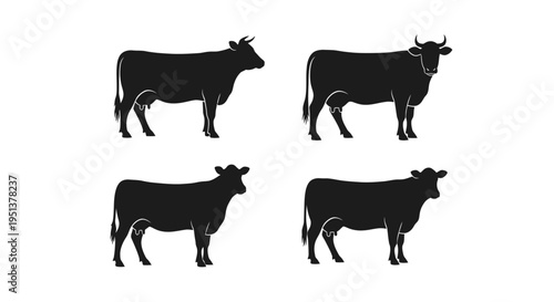 Four black cattle stand facing different directions a striking silhouette