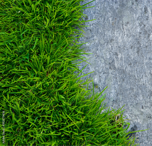 Transition from a stone slab to a green meadow as a symbol for animate and inanimate nature