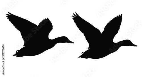 Two ducks in flight detailed black shapes against a white background silhouette