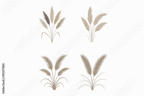 dried pampas grass minimal form