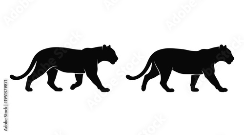 Two majestic tigers walking side by side in a striking black silhouette