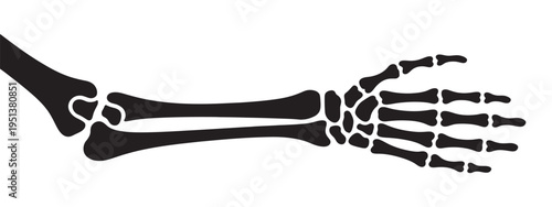 Human arm and hand skeleton illustration, simplified skeletal structure vector, anatomy education diagram, medical line art, isolated graphic design