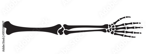 Human arm and hand skeleton illustration, simplified skeletal anatomy vector, medical diagram, educational anatomy graphic, clean isolated design