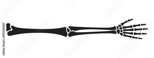 Human arm and hand skeleton illustration, simplified anatomy vector, skeletal structure diagram, medical education graphic, isolated line art design