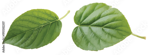 Two apple leaves isolated on transparent background, fresh green foliage, botanical element, nature, plant illustration,