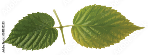 Fresh apple leaves isolated