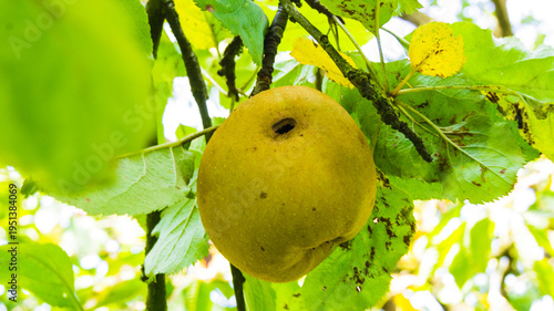 Fotografie Ripe Yellow Apple With Natural Worm Hole Hanging On Tree Branch In Organic Orcha