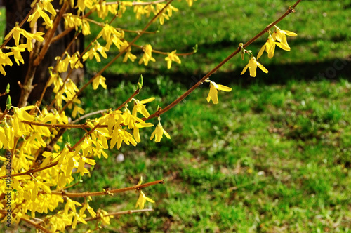 Vászonkép Blooming flowers of forsythia