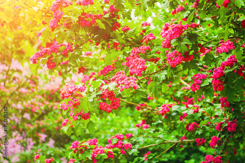 Canvas Print Spring flower landscape