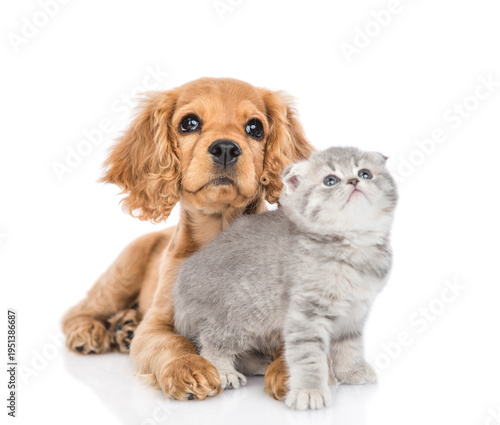 Curious English cocker spaniel puppy dog hugs kitten. Pets look  up together on empty space. isolated on white background