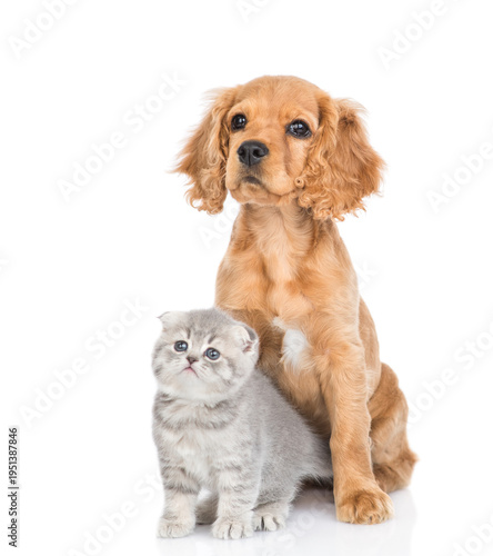 Curious English cocker spaniel puppy dog hugs kitten. Pets look away and up together on empty space. isolated on white background