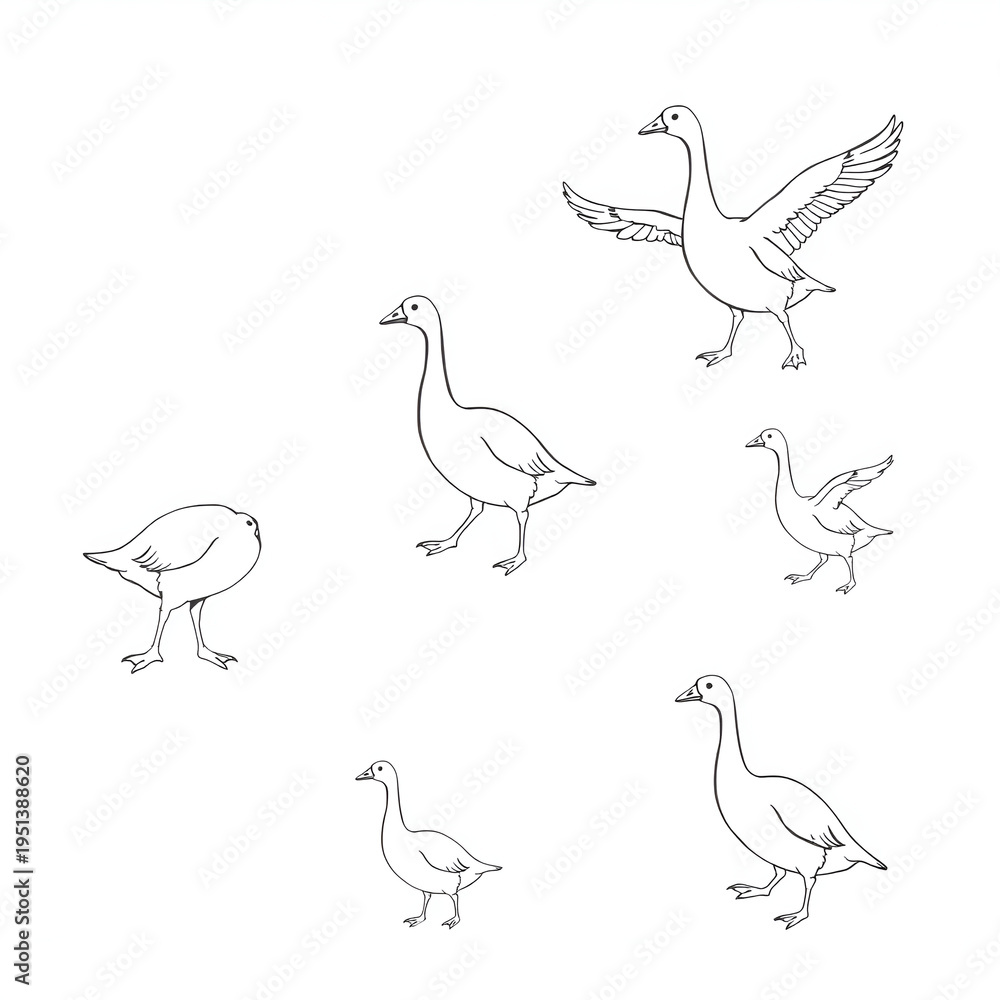 Fototapeta premium A group of geese are illustrated in various poses on a white background