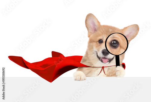 Funny Red Pembroke Welsh Corgi puppy wearing superhero costume looks through a magnifying lens above blank white banner. Isolated on white background