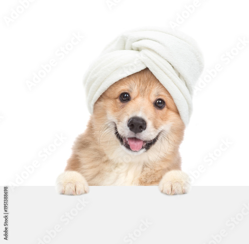 Happy Pembroke Welsh corgi puppy with towel on it head looking above blank banner. isolated on white background