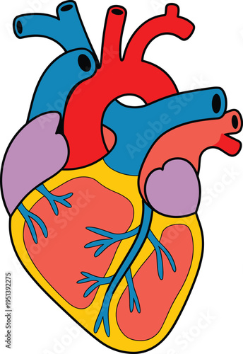 Human Heart Anatomy Diagram Colorful Medical Illustration