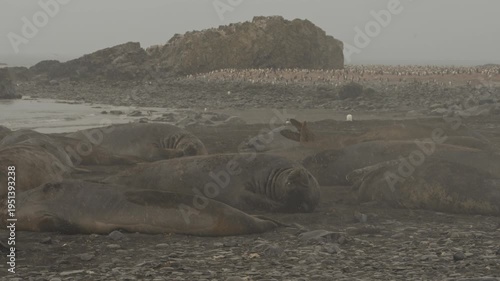 Large group of elephant seals lazily resting on rocky Antarctic beach while thousands of penguins gather in background near ocean shore