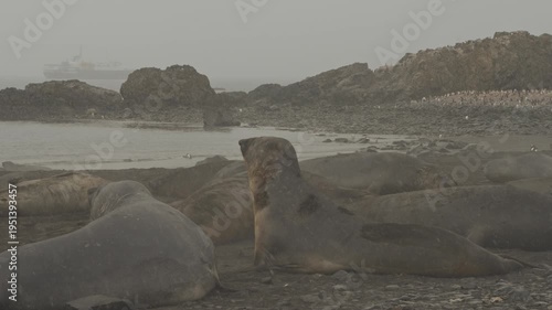 Large group of elephant seals resting on dark pebble beach at Elephant Island with rocky outcrops, distant penguin colony and expedition ship anchored in foggy bay