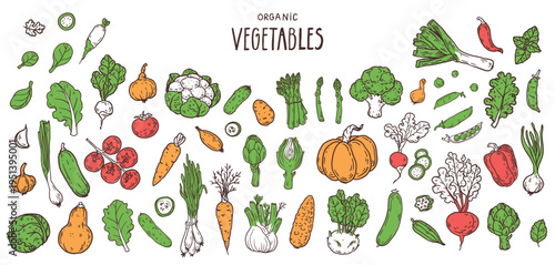 Farm market  vegetables. Hand drawn vector set. Organic food Illustration collection.  Food doodles Illustration for menu, packaging design.  Simple sketch style. Partially colored