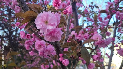 Close-up of pink sakura blossoms on a tree branch. The flowers are vibrant and delicate, surrounded by green leaves against a clear blue sky.
