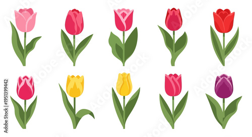 Colorful tulips isolated on white background. Vector Illustrations. EPS Editable