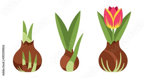 Three onions with green sprouts close up. Vector Illustrations. EPS Editable