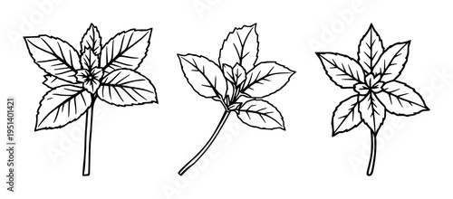 Mint sprig set with single weight line drawing featuring a culinary herb component, simple lines, and a clean shape with a fresh aesthetic