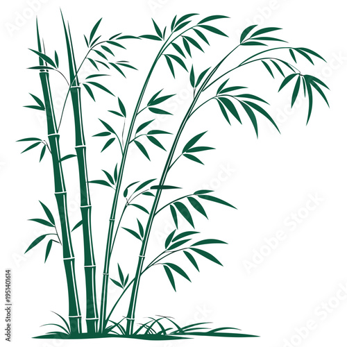 Bamboo Plant