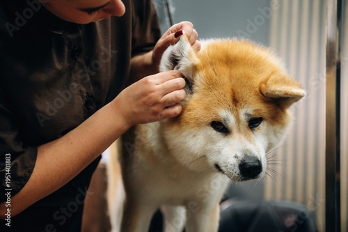 Dog grooming session featuring a person cleaning the ear of a fluffy Akita dog in a modern grooming salon with stylish decor and equipment