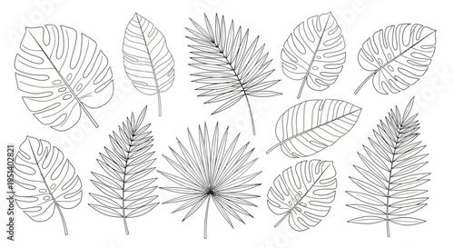 Tropical Leaves Hand Drawn Collection: Exotic Botanical Vector Art