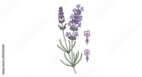 Lavender Flower Branch with Leaves and Buds, Watercolor Illustration