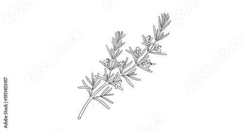 Rosemary Sprig Outline Drawing