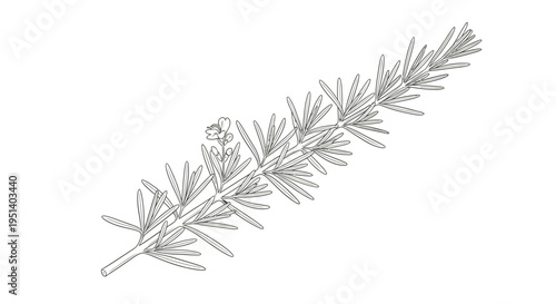 Rosemary Sprig Illustration Line Art Herb Botanical Drawing Isolated